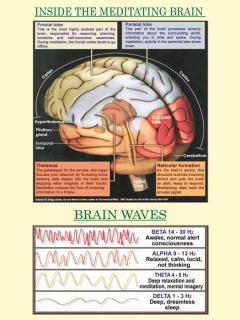 Inside the Meditating Brain